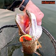 Jaxon Gummy İntensa Silikon 8,5Cm ITA085